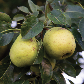 Dwarf Pears
