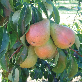 Standard Pears