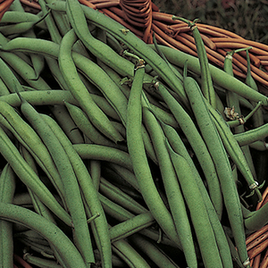 Organic Bean