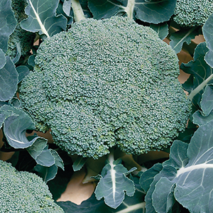 Organic Broccoli