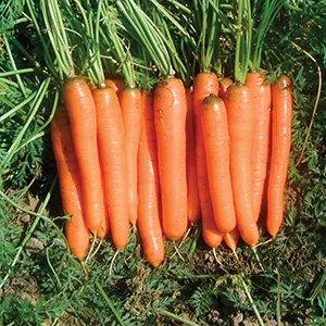 Organic Carrot