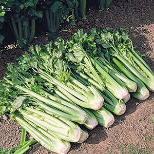 Organic Celery