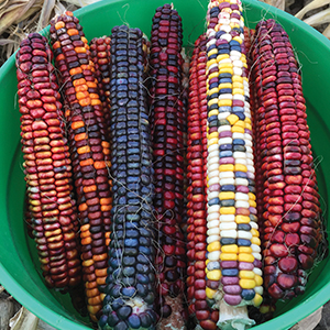 Organic Corn