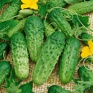 Organic Cucumber