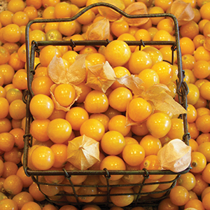 Organic Ground Cherry