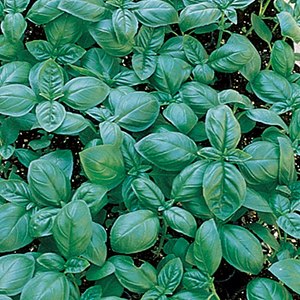 Organic Herbs