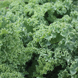 Organic Kale