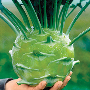 Organic Kohlrabi