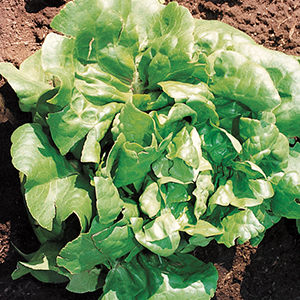 Organic Lettuce