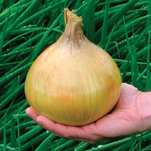 Organic Onion