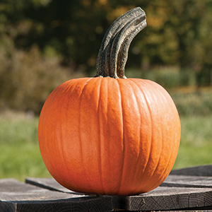 Organic Pumpkin