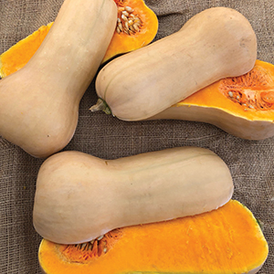 Organic Squash