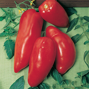 Organic Tomatoes