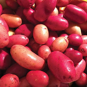 Potatoes