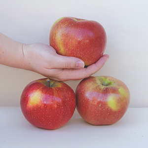 Spring Fruits