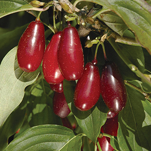 Cornelian Cherry