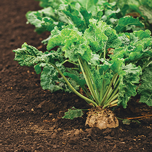Sugar Beet