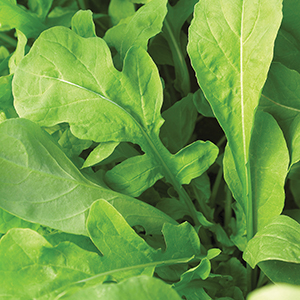 Arugula