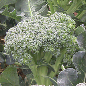 Broccoli