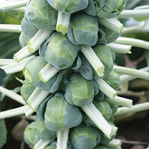 Brussels Sprouts