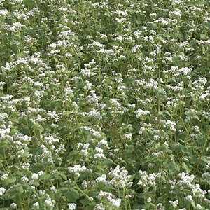 Buckwheat