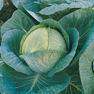 Cabbage