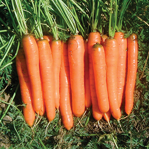 Carrot