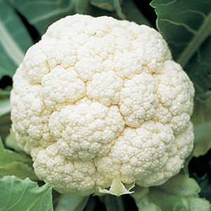 Cauliflower