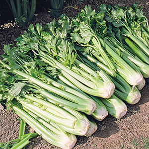 Celery