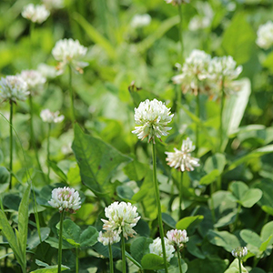 Clover