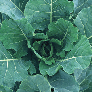 Collard