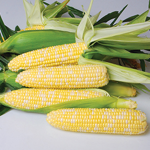 Corn