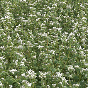 Cover Crops