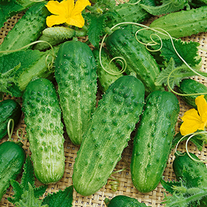 Cucumber