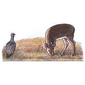 Deer and Turkey Mix