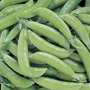 Easy Veggies