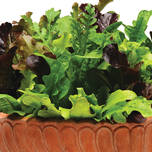Greens
