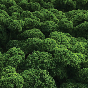 Kale