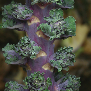 Kalettes®