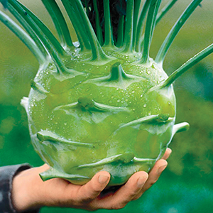 Kohlrabi