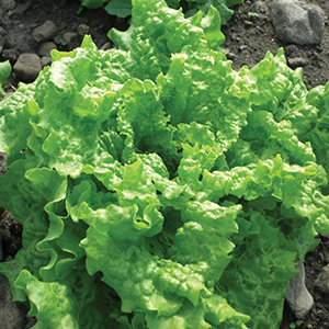 Lettuce