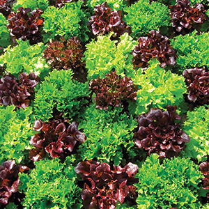 Lettuce Seed Blends