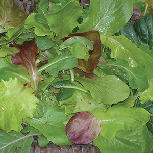 Mesclun Mixes