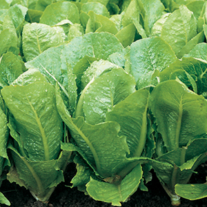 Romaine