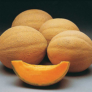 Melon