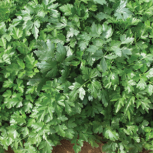 Parsley