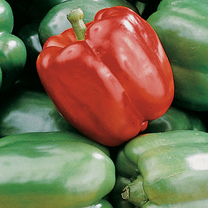 Pepper