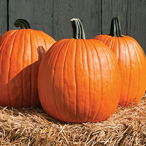 Pumpkin