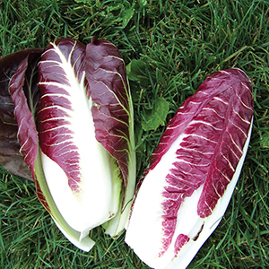 Radicchio
