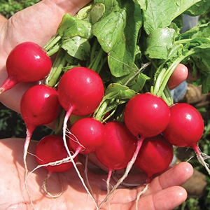 Radish